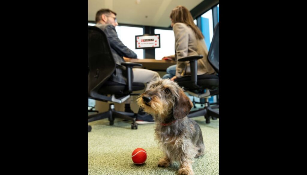 Purina (1)